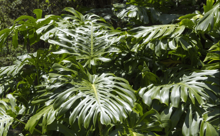 Split Leaf Philodendron