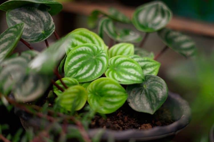 Watermelon Peperomia