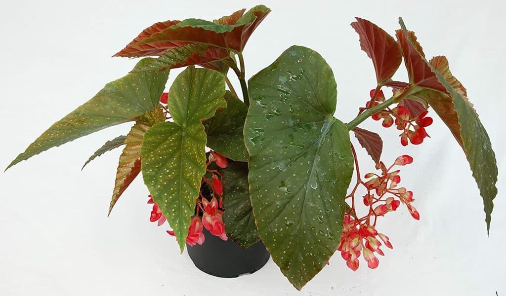 angel wing begonia plant