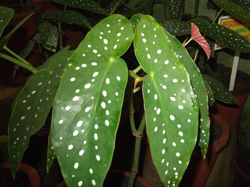 angel wing begonia