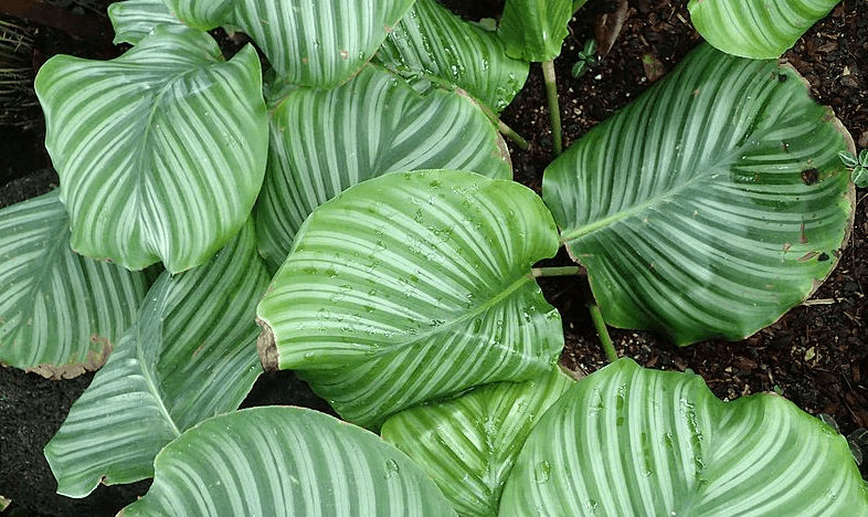 Calathea Orbifolia