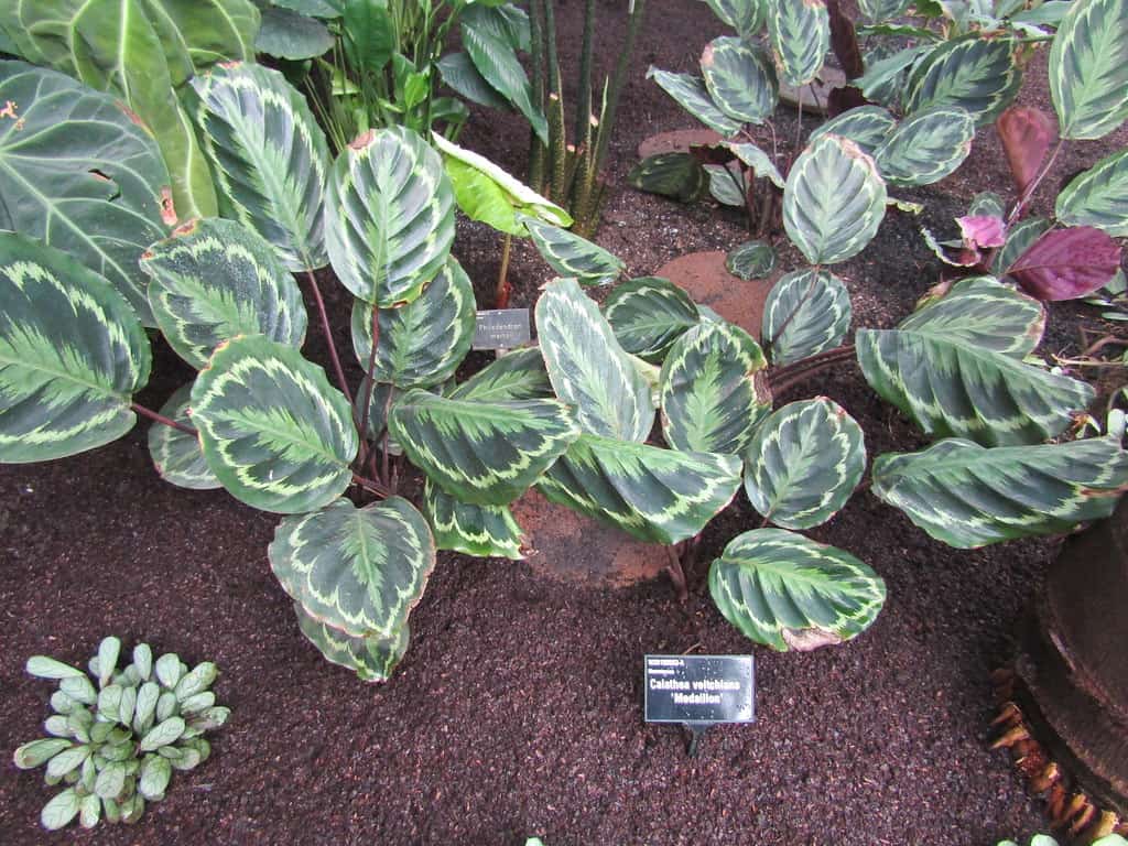 calathea medallion flower