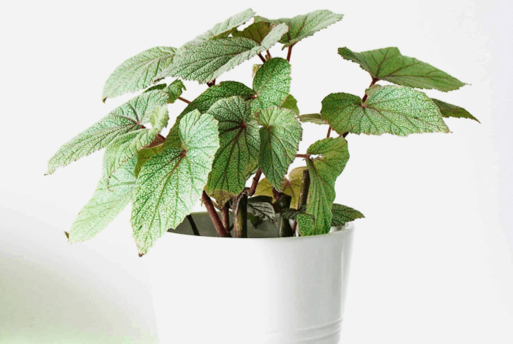 cane begonia