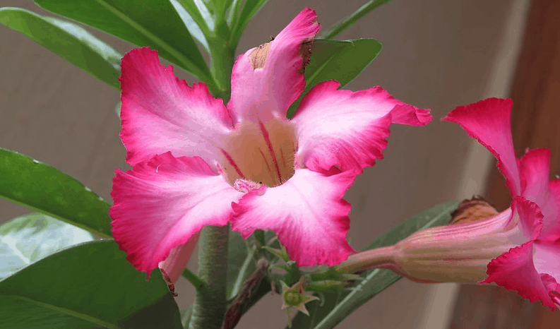 desert rose