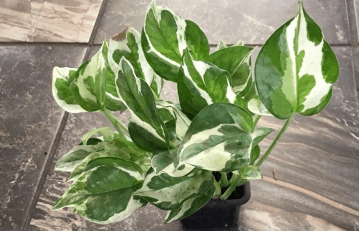 glacier pothos