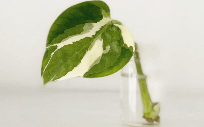 glacier pothos plant