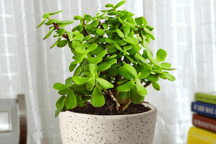 jade plant