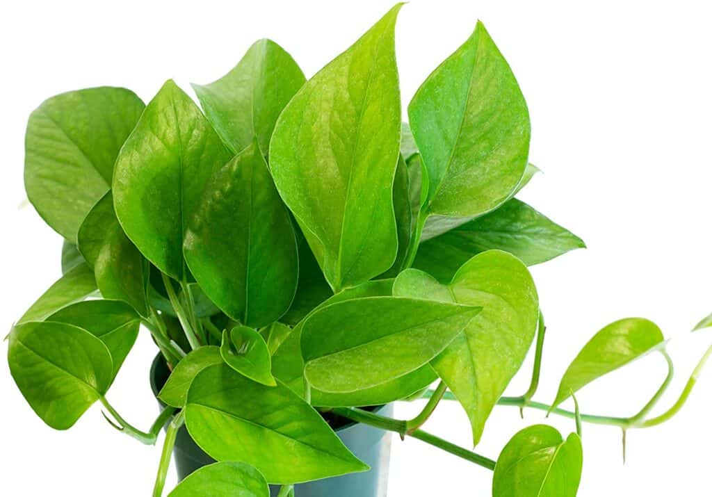 jade pothos