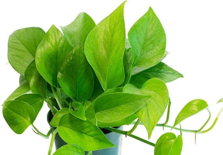 Jade Pothos How to Care for The Epipremnum Aureum Plant? Potted Well
