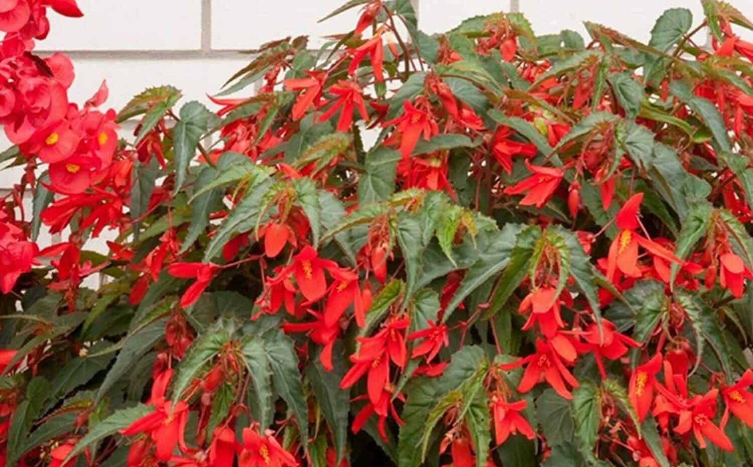 Begonia Types and Varieties Guide: How to Select the Best Species ...