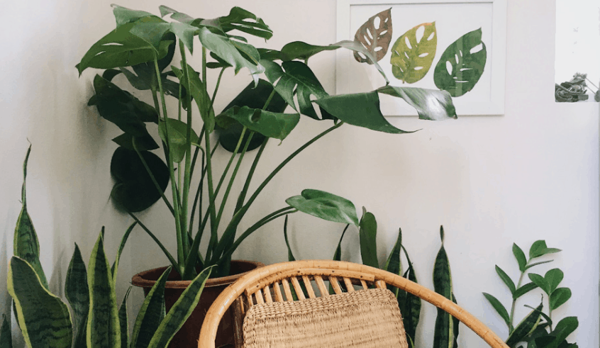 mini monstera