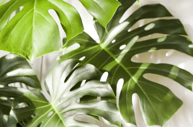 monstera plant