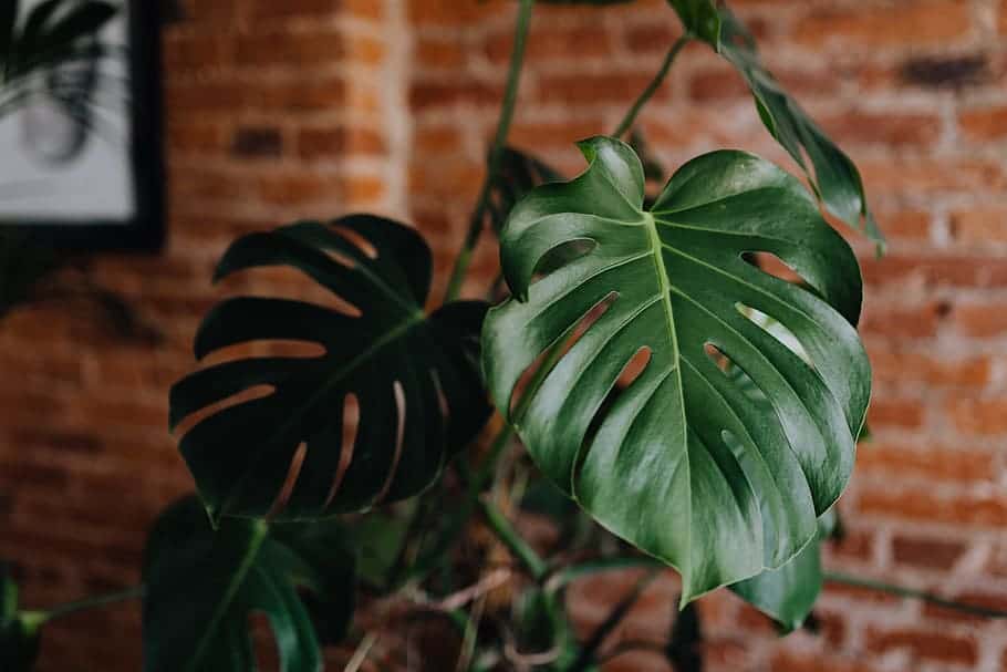 monstera