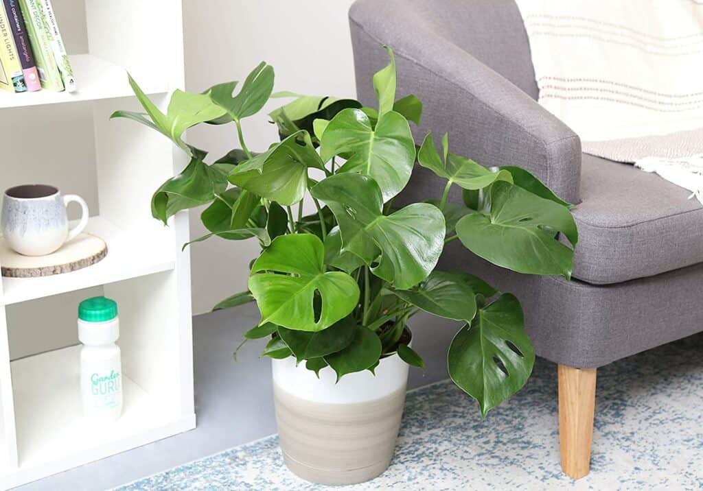 philodendron