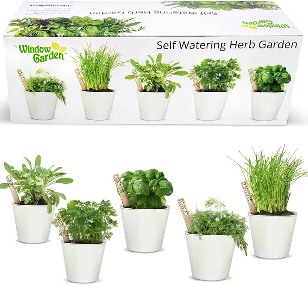 self watering herb garden