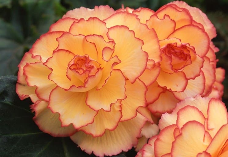 Apricot Scarlet Sunburst Picotee Begonia