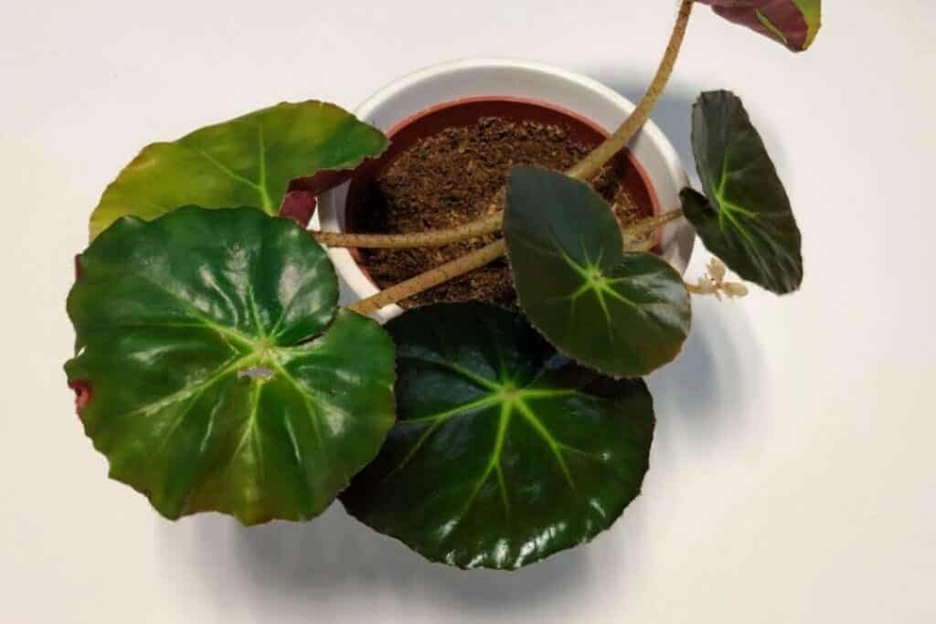 Beefsteak Begonia