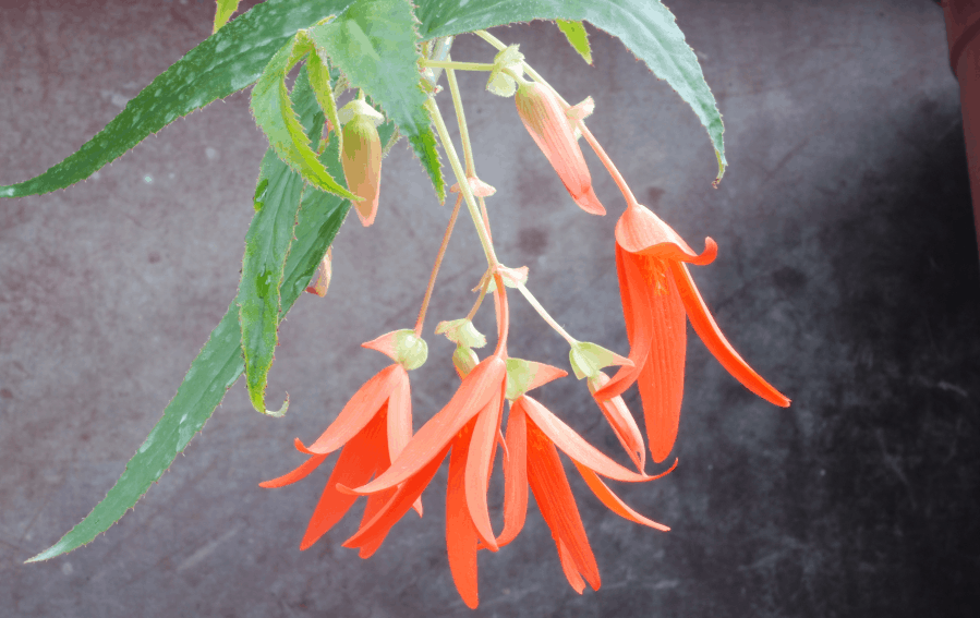 Begonia Boliviensis