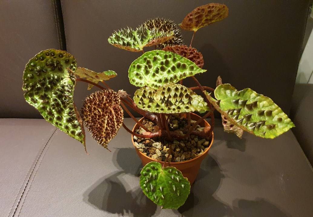 Begonia Ferox How Long It Takes For Begoniaceae To Sprout? Potted Well