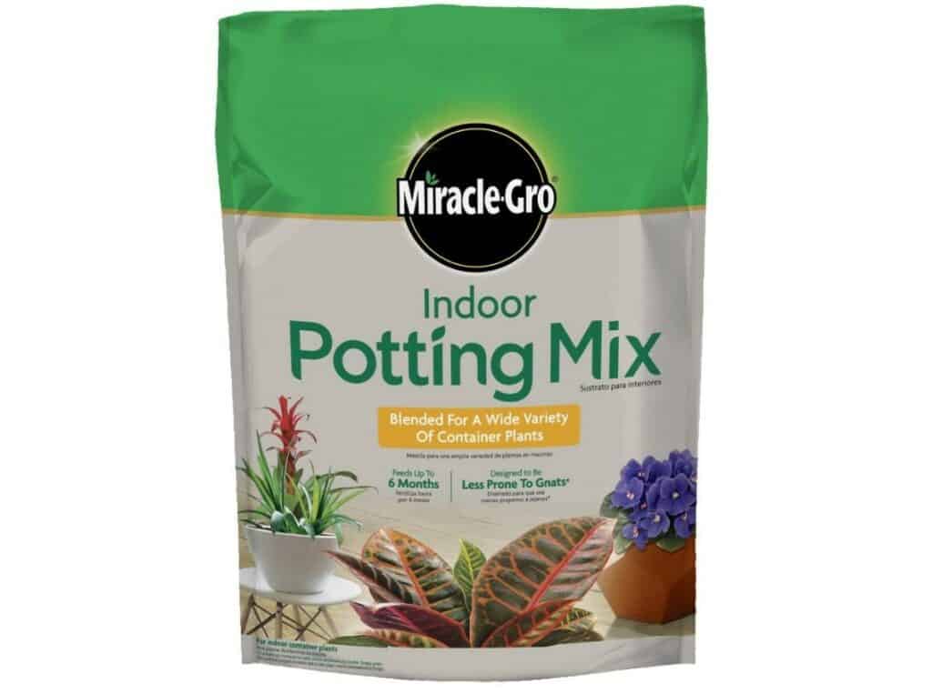 Begonia Maculata Potting & Soil