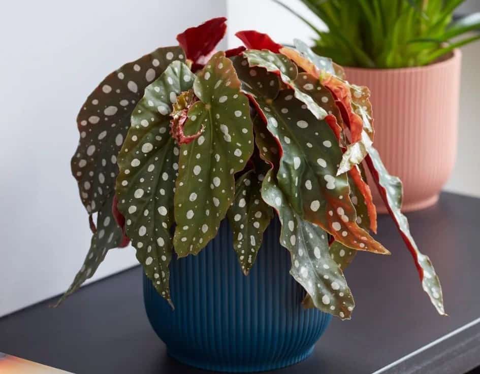 Begonia Maculata