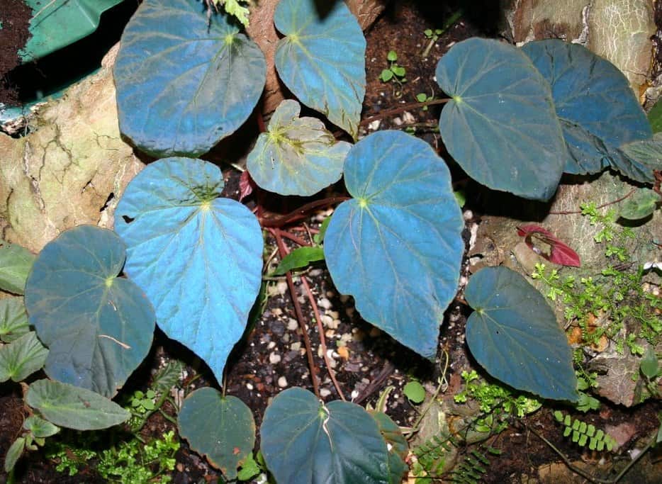 Begonia Pavonina