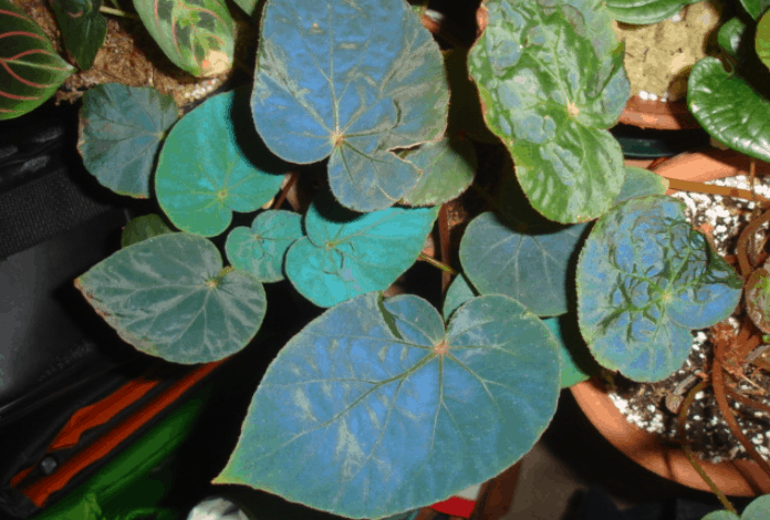 Begonia Pavonina