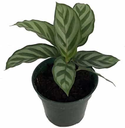 Calathea Concinna