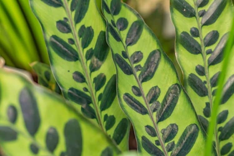 Calathea Lancifolia