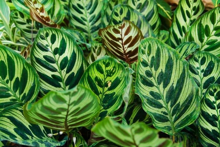 Calathea Peacock