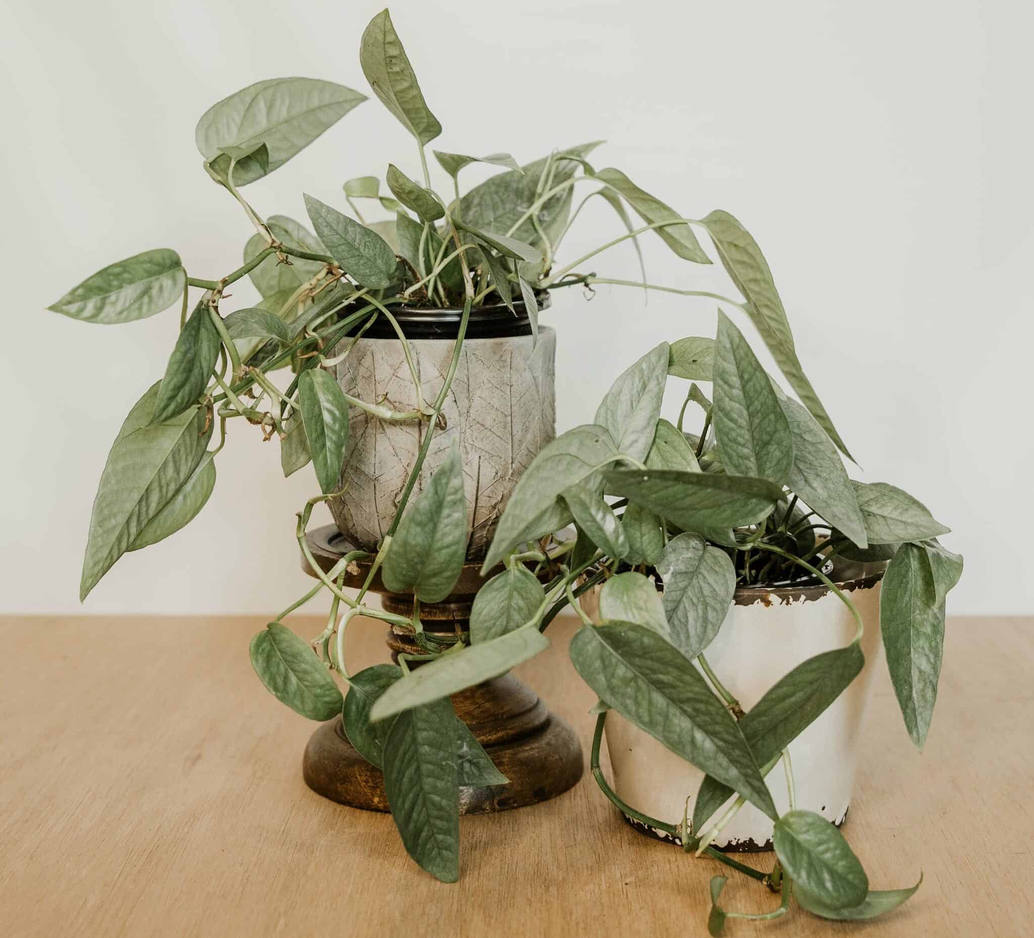 Cebu Blue Pothos: Which Is The Easiest Way To Grow It From Seed 