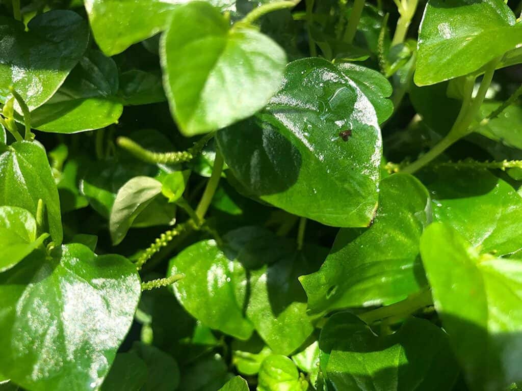 Crab Claw Herb