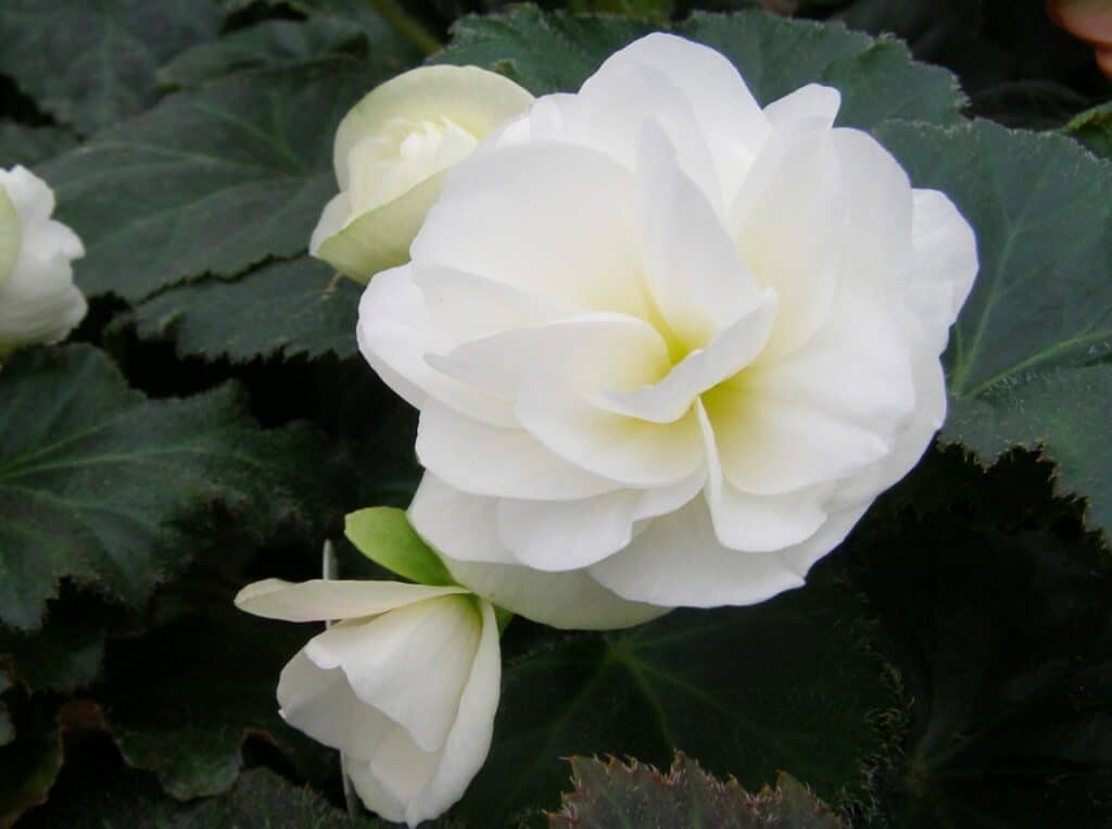 Double White Begonia