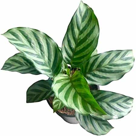 Freddie Prayer Plant