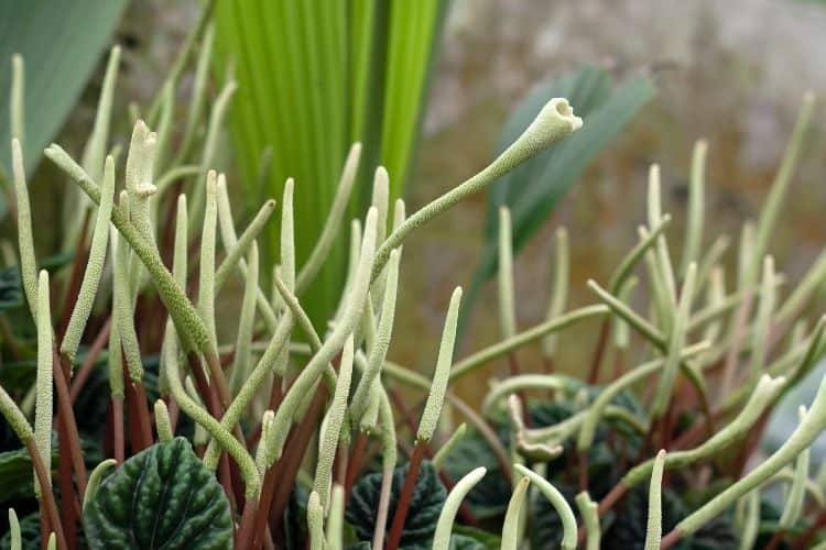 How to Plant Peperomia Caperata