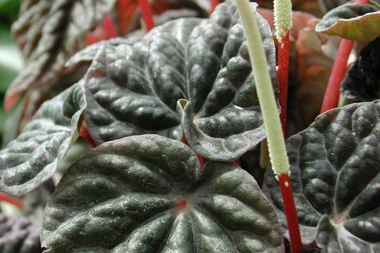 How to Propagate Peperomia Caperata