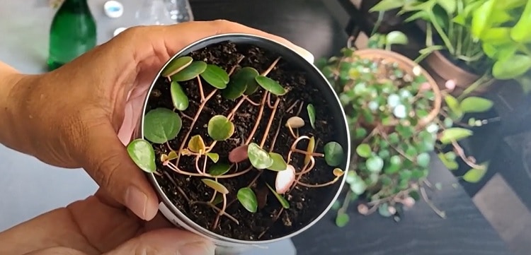 How to Propagate Ruby Peperomia