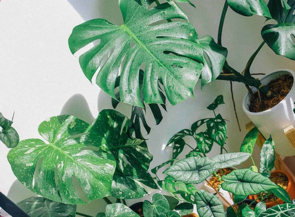 Monstera Varieties