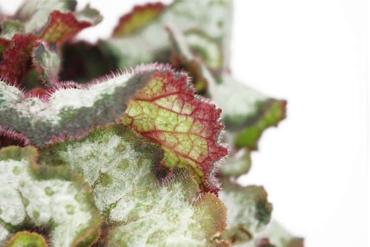 Painted Leaf Begonia 