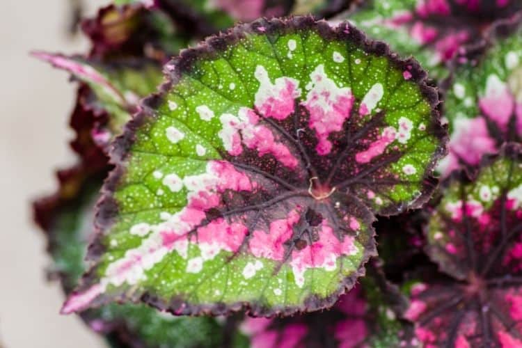 Painted Leaf Begonia