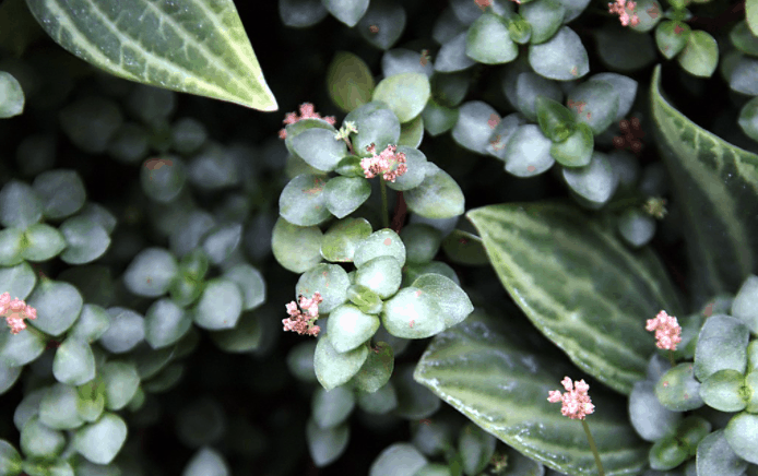 Parallel Peperomia