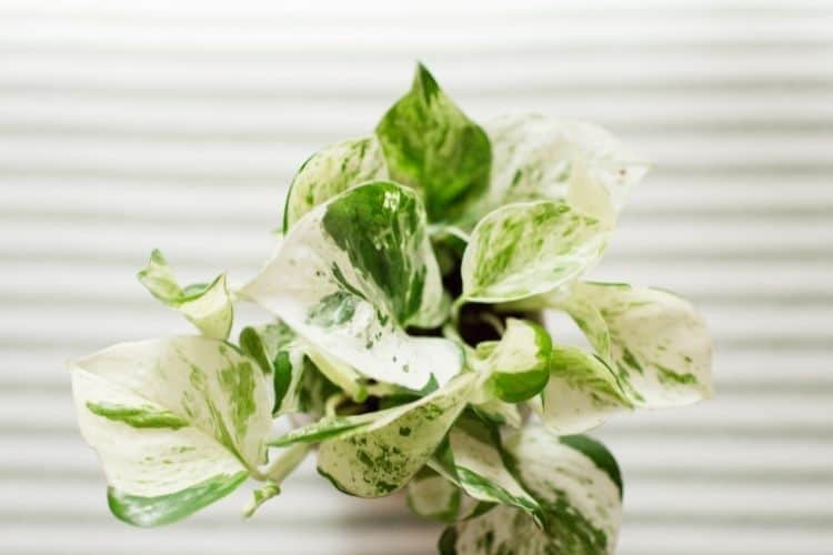 Pearls and Jade Pothos