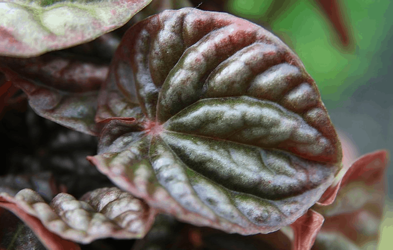 Peperomia Caperata