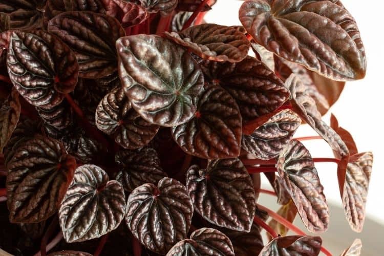 Peperomia Caperata Diseases and Common Problems