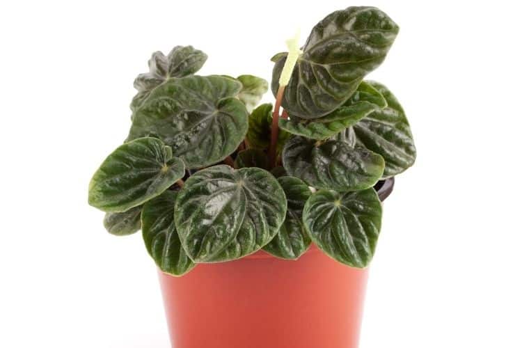 Peperomia Caperata Water Requirements