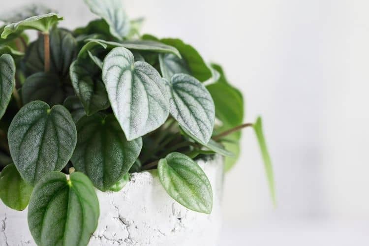 Peperomia Frost