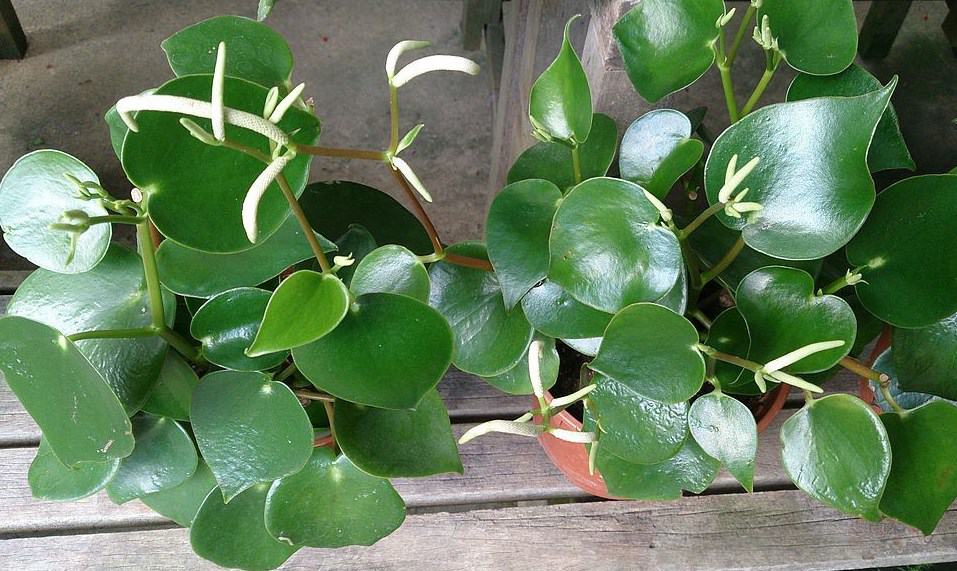 Peperomia Polybotrya