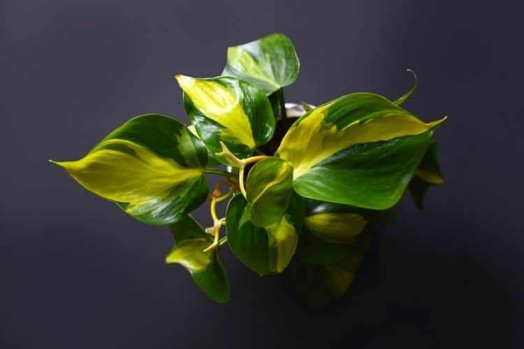 Philodendron Brasil