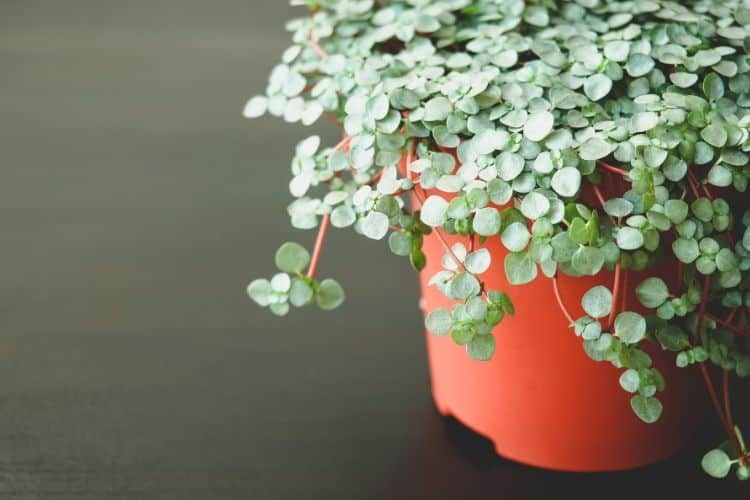 Pilea Glauca