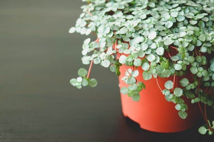 Pilea Glauca